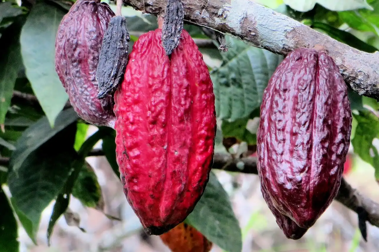 cocoa