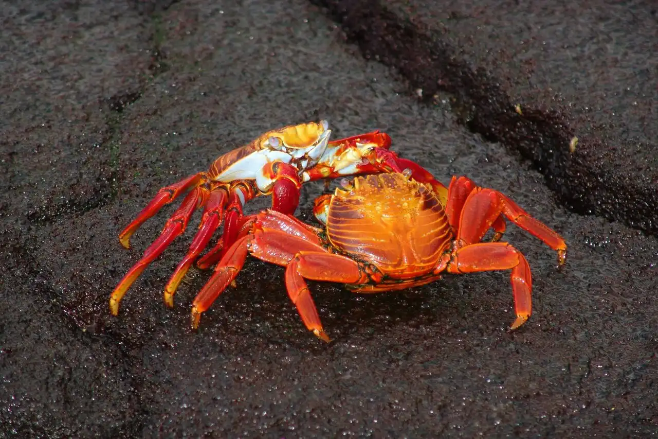 crab-one