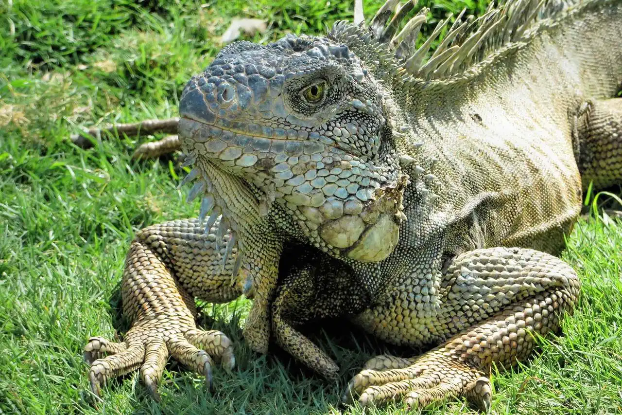 iguana