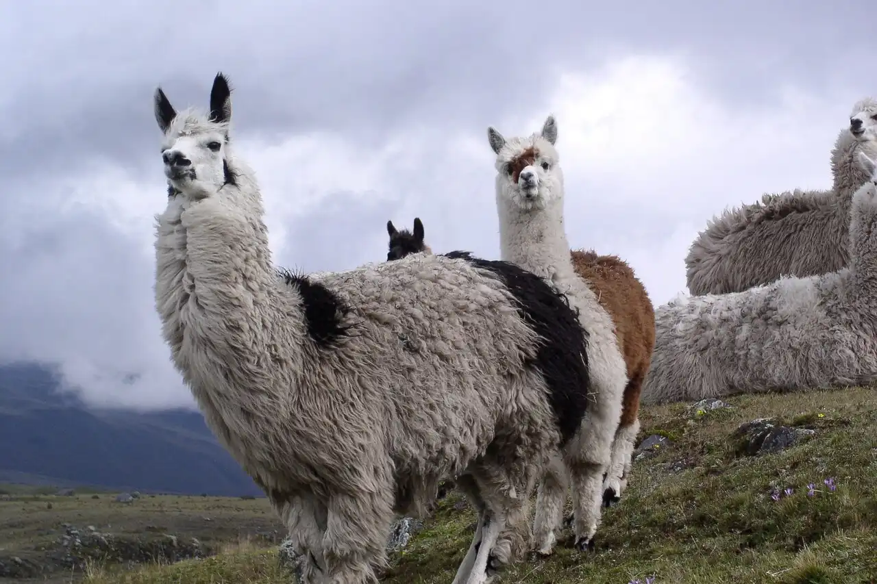 lamas