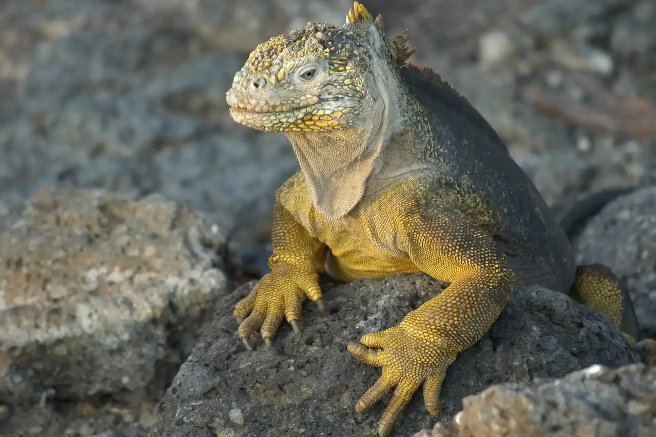 lizard